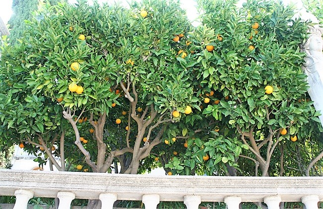 Fruit Trees5